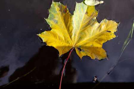 Autumn on the water. Beautiful fallen maple leaf floats on the surface of the waterの写真素材
