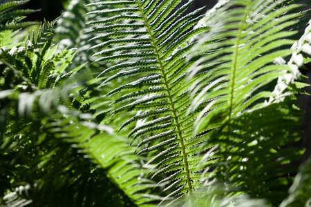 Geometry in plants. Beautiful juicy green fern leaves on a black background close upの写真素材