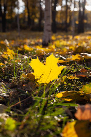 beautiful large fallen yellow maple leaf lies on green grass in an autumn park. Birch table in the backgroundの写真素材