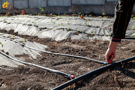 Manual control of the garden irrigation system. The hand closes the tap on the drip irrigation hose. On the right is the main hose of the water conduitの写真素材