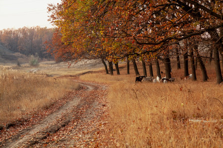 Autumn landscape in yellow tones. A herd of goats grazes under trees with yellow leaves. There is a dirt road on the leftの写真素材