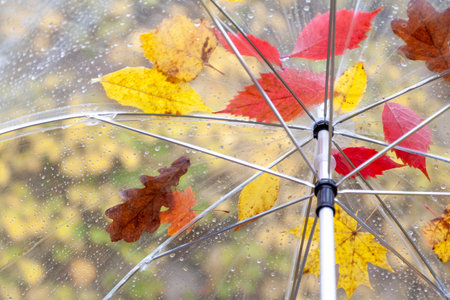 open umbrella made of transparent plastic on which fallen leaves of different trees stuck. bottom viewの写真素材