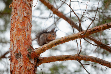 red squirrel with a bushy tail sits on an inclined pine branch. near vertical trunk