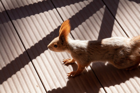 sly red squirrel with long, fluffy ears stands on the wooden floor of the veranda. A geometric shadow falls from the fenceの写真素材
