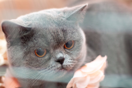 British shorthair cat head with yellow eyes