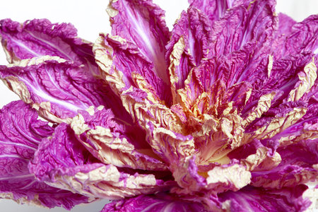 Purple Chinese cabbage with leaves unfolded in the form of a flower on a white backgroundの写真素材