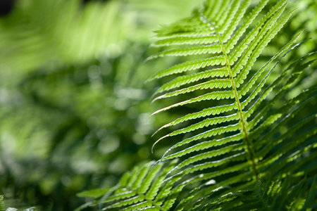 Beautiful juicy green fern branch in backlight on a green blurred background. close-upの写真素材
