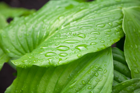 after the rain. Beautiful drops of water on the juicy green leaves of the host plantの写真素材