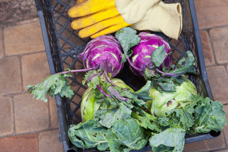Vegetables in a box. Purple and green kohlrabi cabbages with tops lie in a black plastic box. Working gloves are on the sideの写真素材