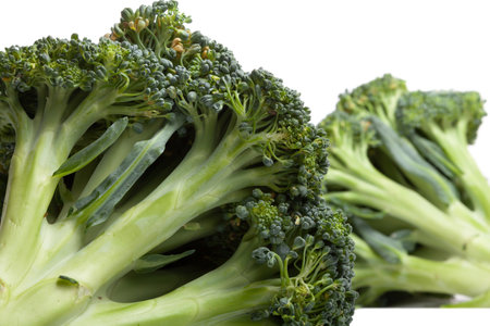 Two heads of green broccoli with dense clusters of small buds lie on a white background. close-up. Looks like fallen treesの写真素材