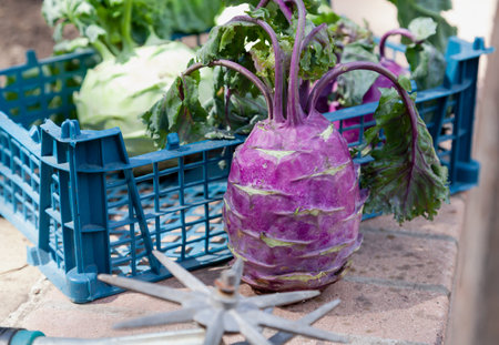 A purple head of kohlrabi cabbage with tops stands on brickwork. Behind the plastic box with vegetables. Nearby lies a star hand cultivatorの写真素材