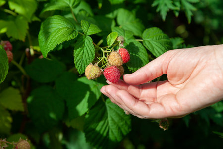 Collection of raspberries. woman right hand picks a red ripe raspberry from a branch with green juicy leaves.の写真素材