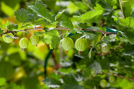 Ripe round green gooseberry grows profusely on a branch of a bush with green leavesの写真素材