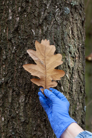 The right hand in a blue rubber latex disposable glove holds a large yellow oak leaf. Wood table in the backgroundの写真素材