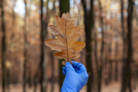The right hand in a blue rubber latex disposable glove holds a large yellow oak leaf. Defocused tree trunks in the backgroundの写真素材