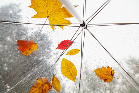 original herbarium. Fallen leaves of different trees and raindrops on a transparent umbrella. bottom viewの写真素材