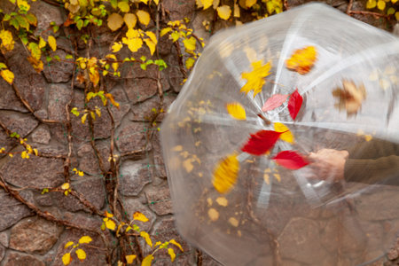 motion blur. An open transparent umbrella on which yellow and red fallen leaves of trees are adhered to rotate rapidlyの写真素材