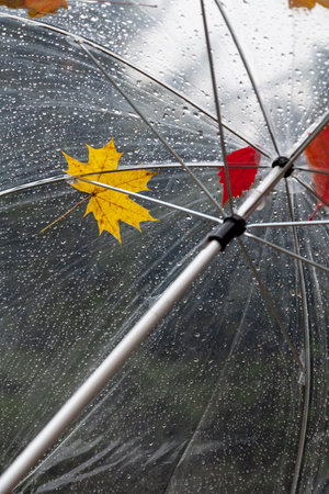 original herbarium. Fallen leaves of different trees and raindrops on a transparent umbrella. bottom viewの写真素材