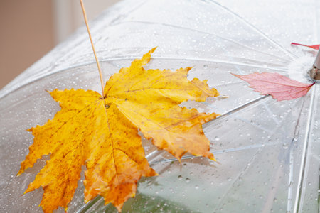 beautiful yellow maple leaf lies on top of a transparent umbrella close-up. raindrops are visibleの写真素材