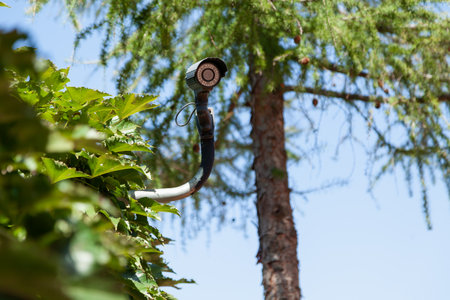 Video surveillance camera is mounted on a metal stand. In the background is a green larch tree....