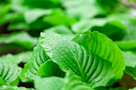 after the rain. Beautiful drops of water on the juicy green leaves of the host plantの写真素材