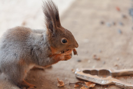 Portrait of a red squirrel. A cute red squirrel sits on a burlap and gnaws a walnut close-up. Nearby lies a metal nutcrackerの写真素材