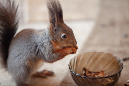Portrait of a squirrel with long fluffy ears. A cute red squirrel gnaws a nut close-up. Standing nearby in a round plate made of dark glassの写真素材