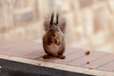 Squirrel on the steps. A ginger squirrel with a white spot on its chest and fluffy ears sits on a rung of red bricks. He holds a piece of nut in his paws. close-upの写真素材
