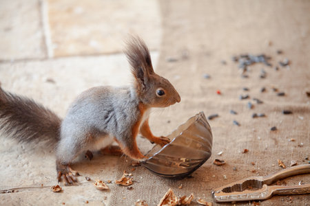 Squirrel and glassware. Funny red squirrel overturns a round glass plate. Nearby lies a metal nutcrackerの写真素材