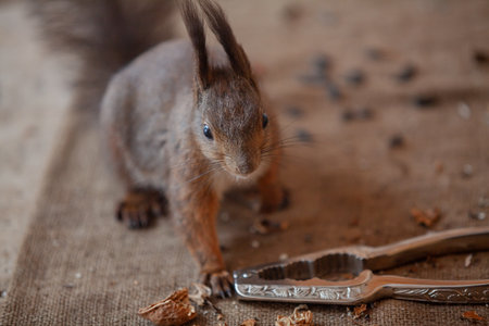 Squirrel and Nutcracker. A cute red squirrel is sitting on a sacking and close-up. Nearby lies a metal nutcrackerの写真素材