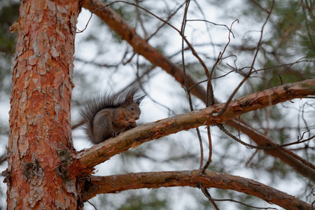 red squirrel with a bushy tail sits on an inclined pine branch. near vertical trunkの写真素材