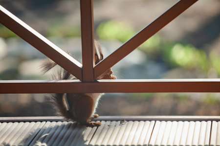 sly squirrel is hiding behind wooden fences. A ginger squirrel with a fluffy tail stands on its hind legs on the wooden floor of the veranda. An interesting shadow has formed on the floorの写真素材