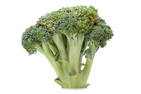 Several succulent branches of green broccoli with dense clusters of small buds. common trunk stands vertically on even cut on white backgroundの写真素材