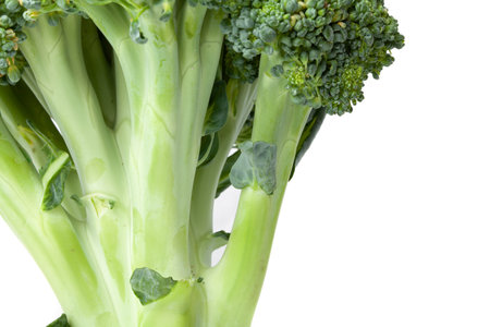 Several succulent branches of green cabbage broccoli close-up. Very similar to a tree trunk with branches without barkの写真素材
