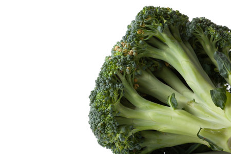 A head of green broccoli with dense clusters of small buds lies on a white backgroundの写真素材