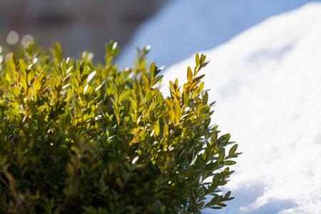 Boxwood bush with small green leaves growing in a layer of white snow on a sunny winter day close upの写真素材