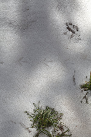 On the snow, a chain of clear paw marks of a large bird pheasantの写真素材