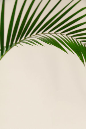 Palm branch with green thin long leaves on a light beige backgroundの写真素材