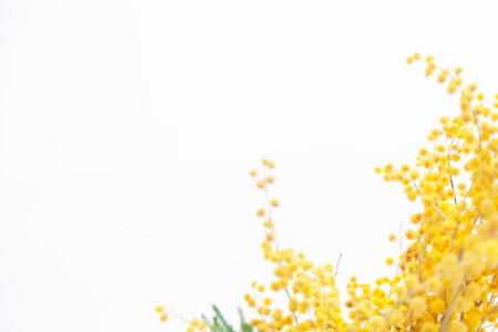 Branch of yellow mimosa on a white background close-up. There is a place for an inscription