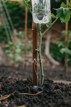 Reuse of plastic bottles for drip irrigation of plants in the gardenの写真素材