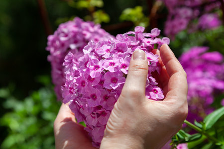 Inflorescence of pink phlox with many small flowers close-up. From below female handsの写真素材