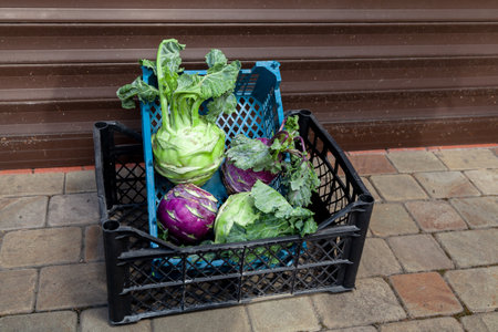 Morning delivery of fresh vegetables. Four heads of cabbage with tops lie in a plastic box. The blue box stands in the black box in front of the roller shutterの写真素材