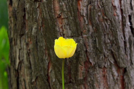 Tulip and pine. Bright yellow tulip on a thin green stem. Behind the pine tableの写真素材