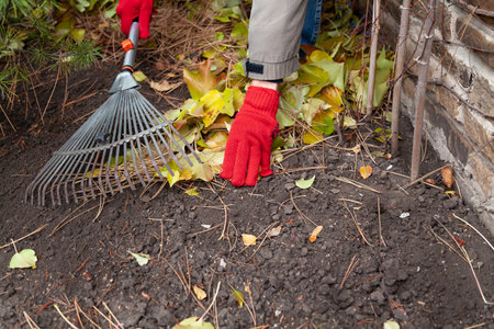 Worker in red work gloves collects fallen leaves of decorative grapes. Nearby lie a fan rake.の写真素材