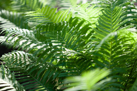 Abstract vegetative background. Green fern leaves grow densely in the shade. The upper branch is illuminated by sunlightの写真素材