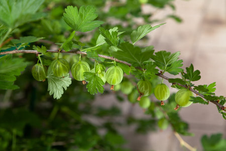 Ripe round green gooseberry grows profusely on a branch of a bush with green leavesの写真素材