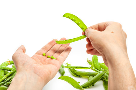On the left hand are several green peas. The right hand holds an open pea pod. Near empty and full pods of peasの写真素材