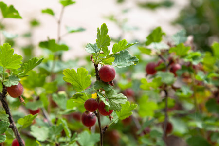 Ripe round red gooseberry grows profusely on a branch of a bush with green leaves