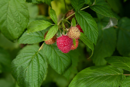 Several raspberries of various degrees of ripeness grow on a branch with green leaves close-up