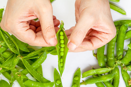 Two hands hold an open pod of green peas. On the left is a bunch of whole pods. Right pods without peasの写真素材